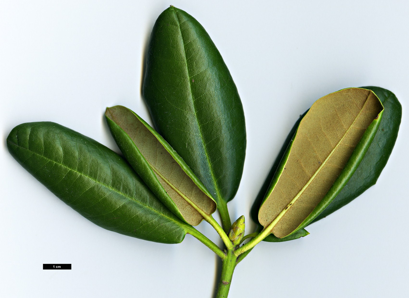 High resolution image: Family: Ericaceae - Genus: Rhododendron - Taxon: brachycarpum - SpeciesSub: subsp. fauriei